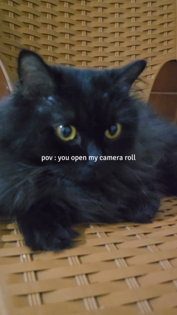 Katze