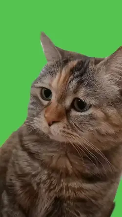 Sad Cat Meme