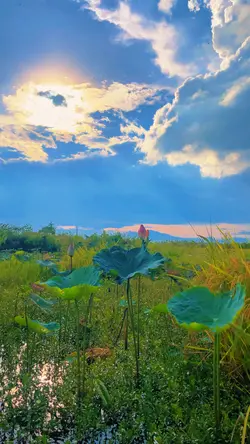 Cảnh quê + màu chill