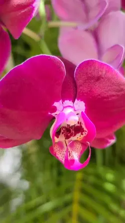 SetanhkaiAngrekBulan