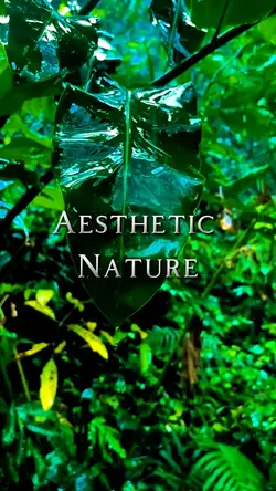 Aesthetic Nature 