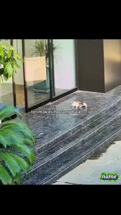 sad cat