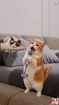 funny Cat
