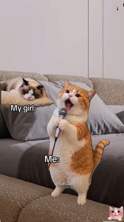 funny Cat