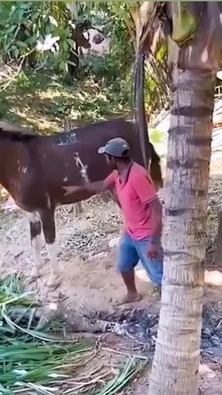 Horse kick 🤣