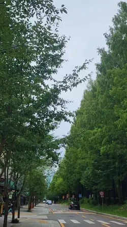 초록을 담은 거리