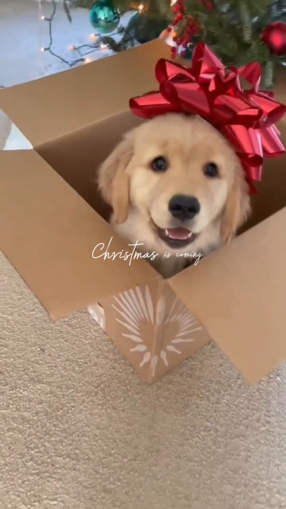 Mascota navideña