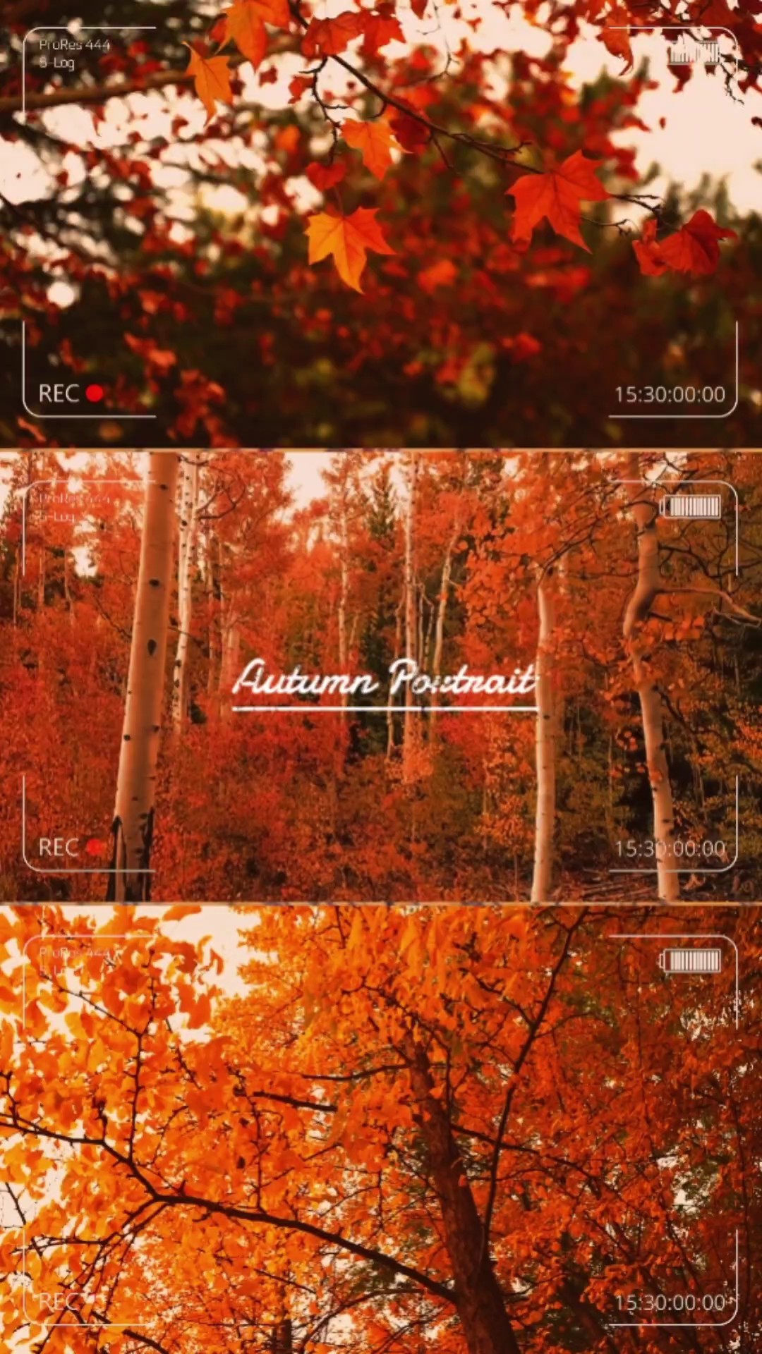 Autumn Portrait