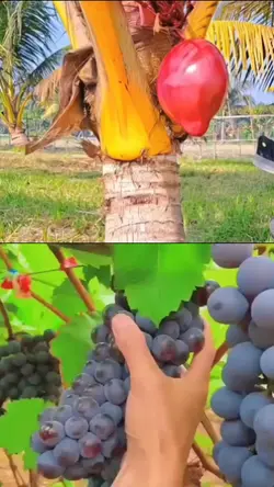 Fresh Fruit Picking