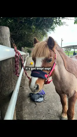 Wapi sapi 