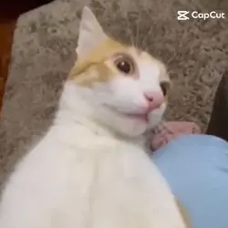 hehe