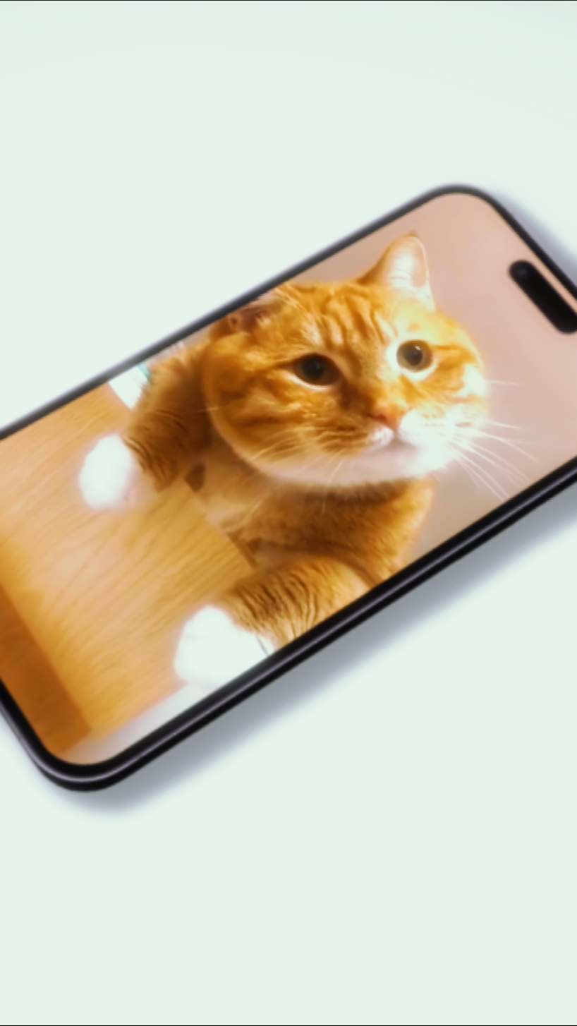 Gato dia 8 de agosto