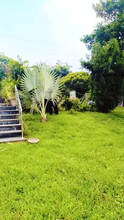 بارش باران Rain