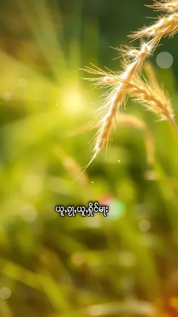 ၸၢႆးဝူၼ်ႉၼင်ႇႁိုဝ် 