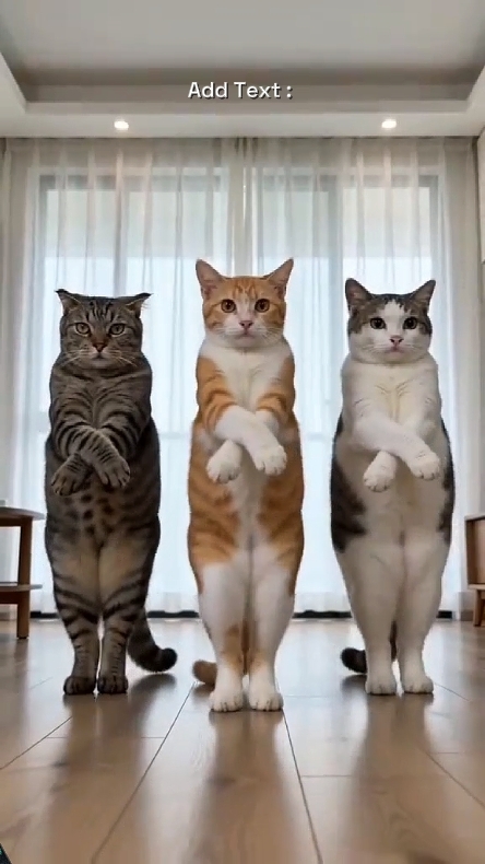 Funny Cat. 