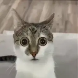 mentahan kucing