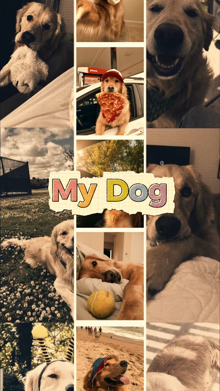 Lindo Mi Perro 