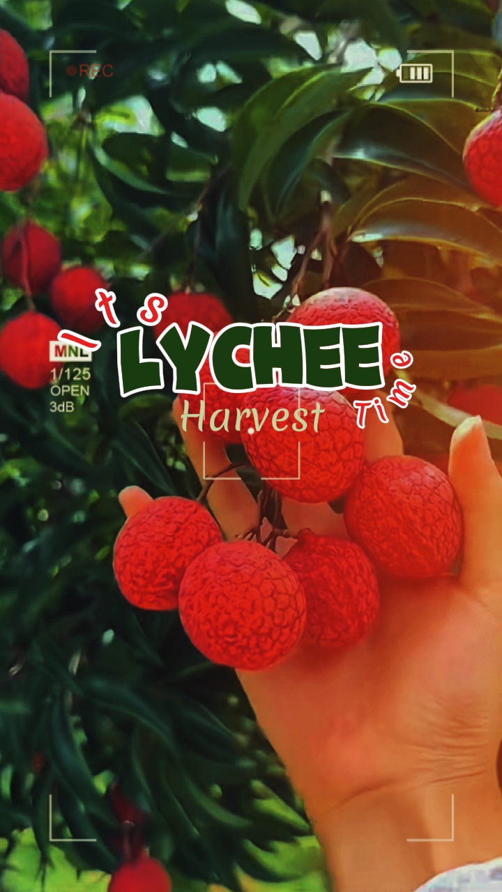 Panen kebun buah 