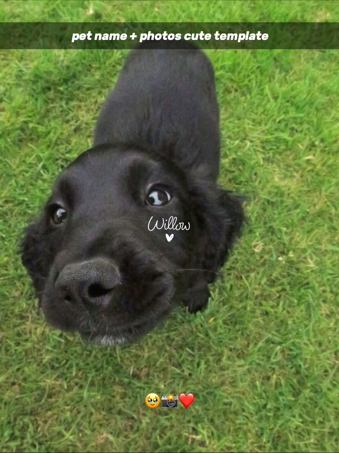 Nombre de la mascota 