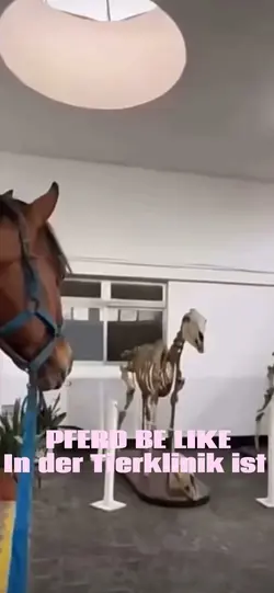 Pferde be Like