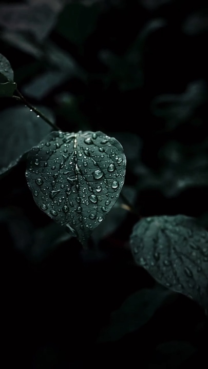 Cinematic Nature