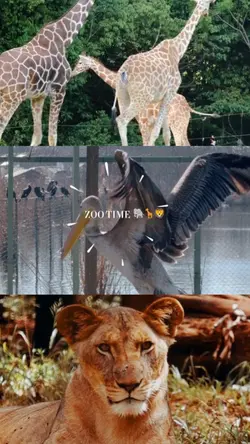 Zoo Time