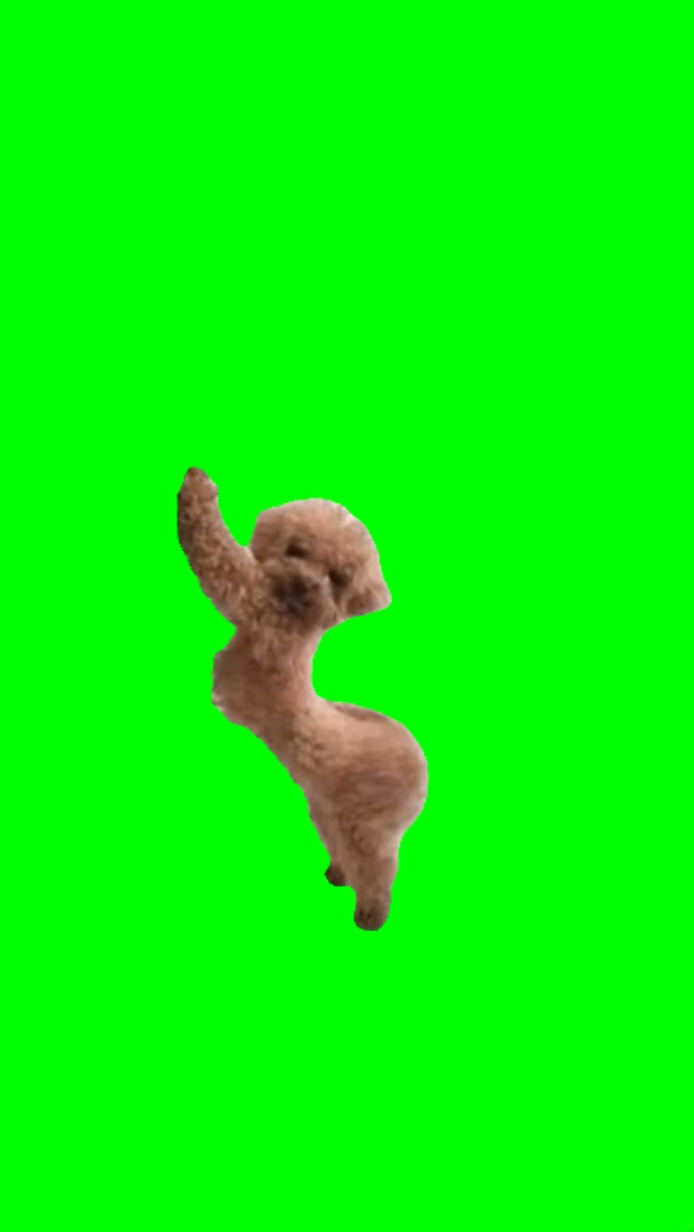 Tanzender Hund