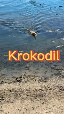 Funny Krokodil Swim🐊