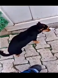 Tır edit