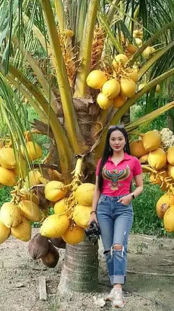 kelapa gading