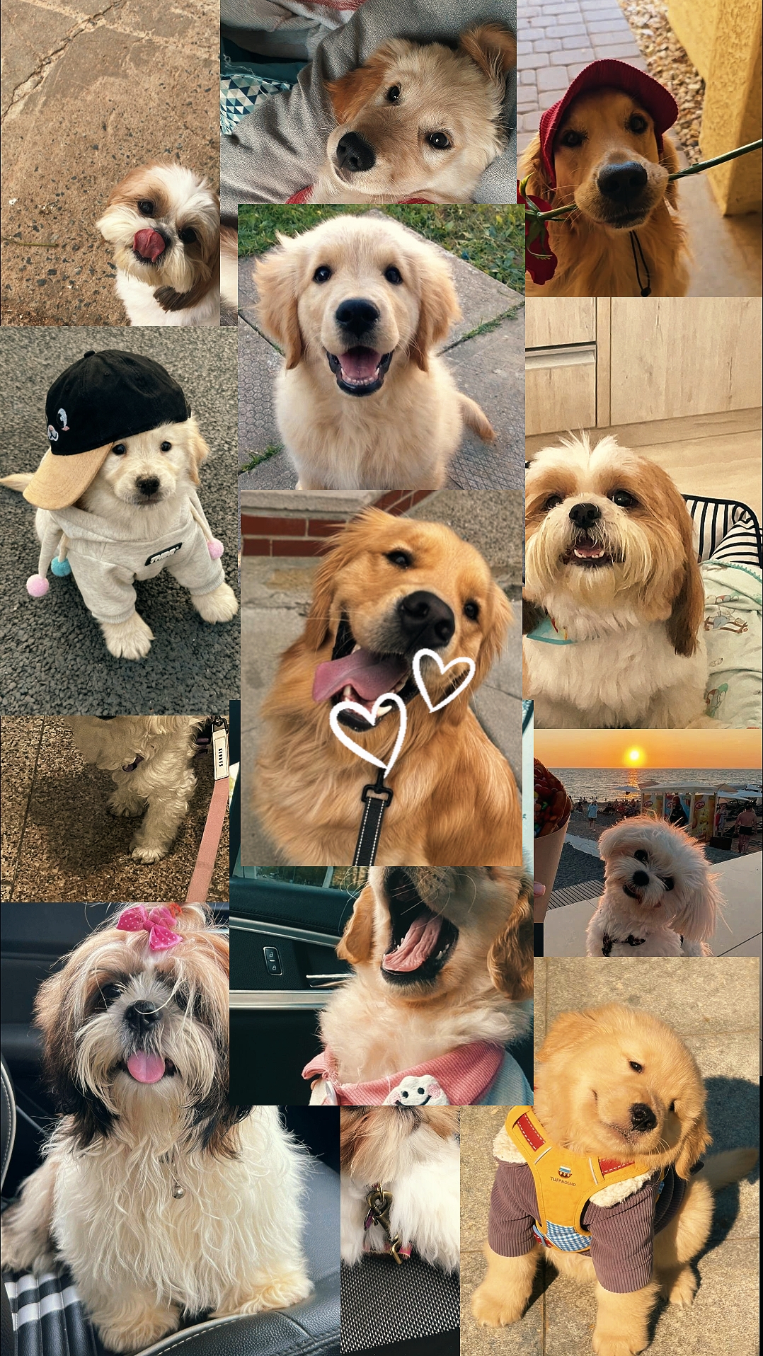 Meilleur ami du chien