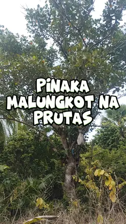 MALUNGKOT NA PRUTAS