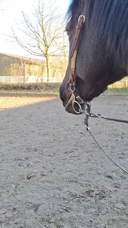 Slowmoo