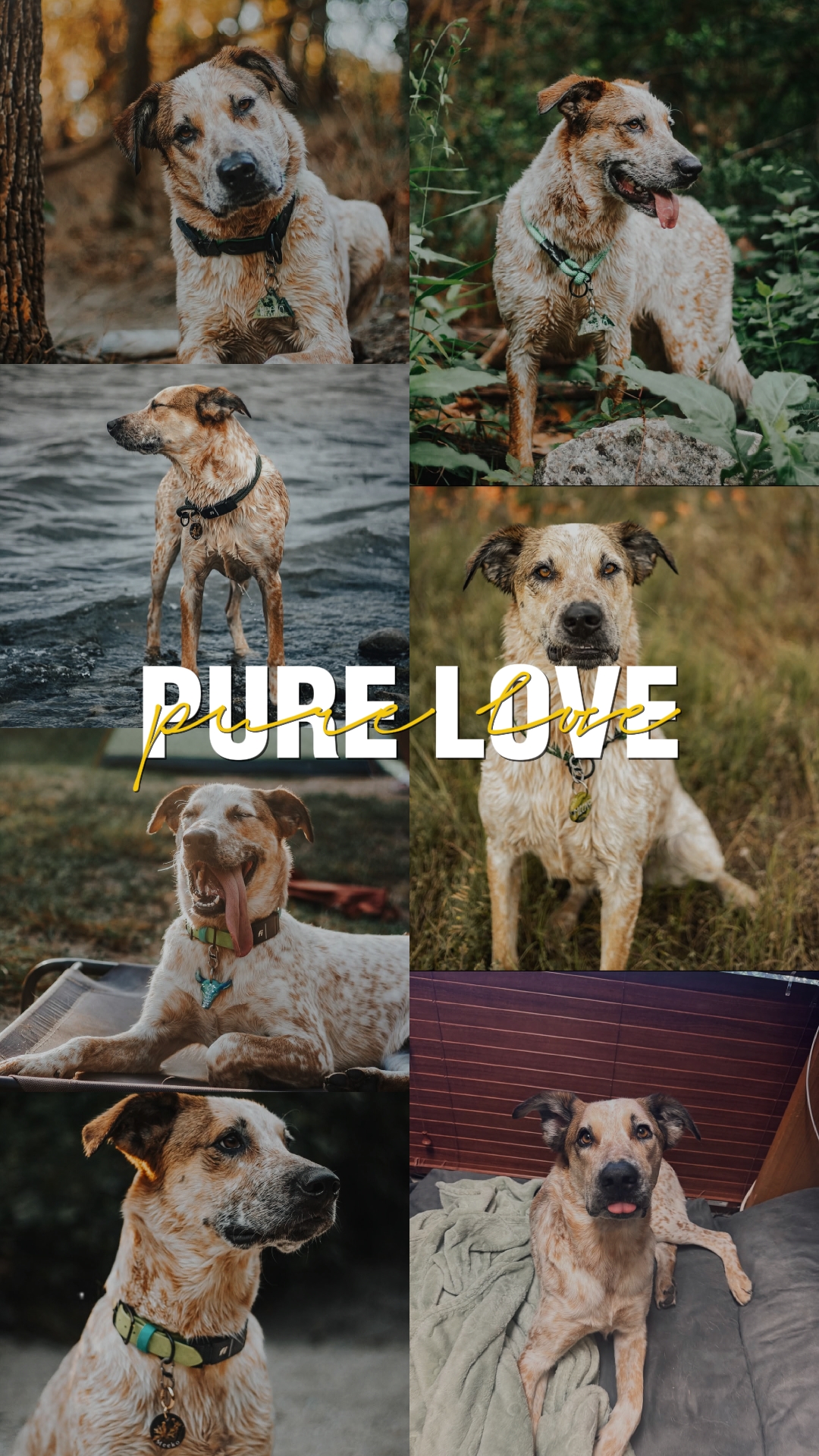 AMOUR PURE