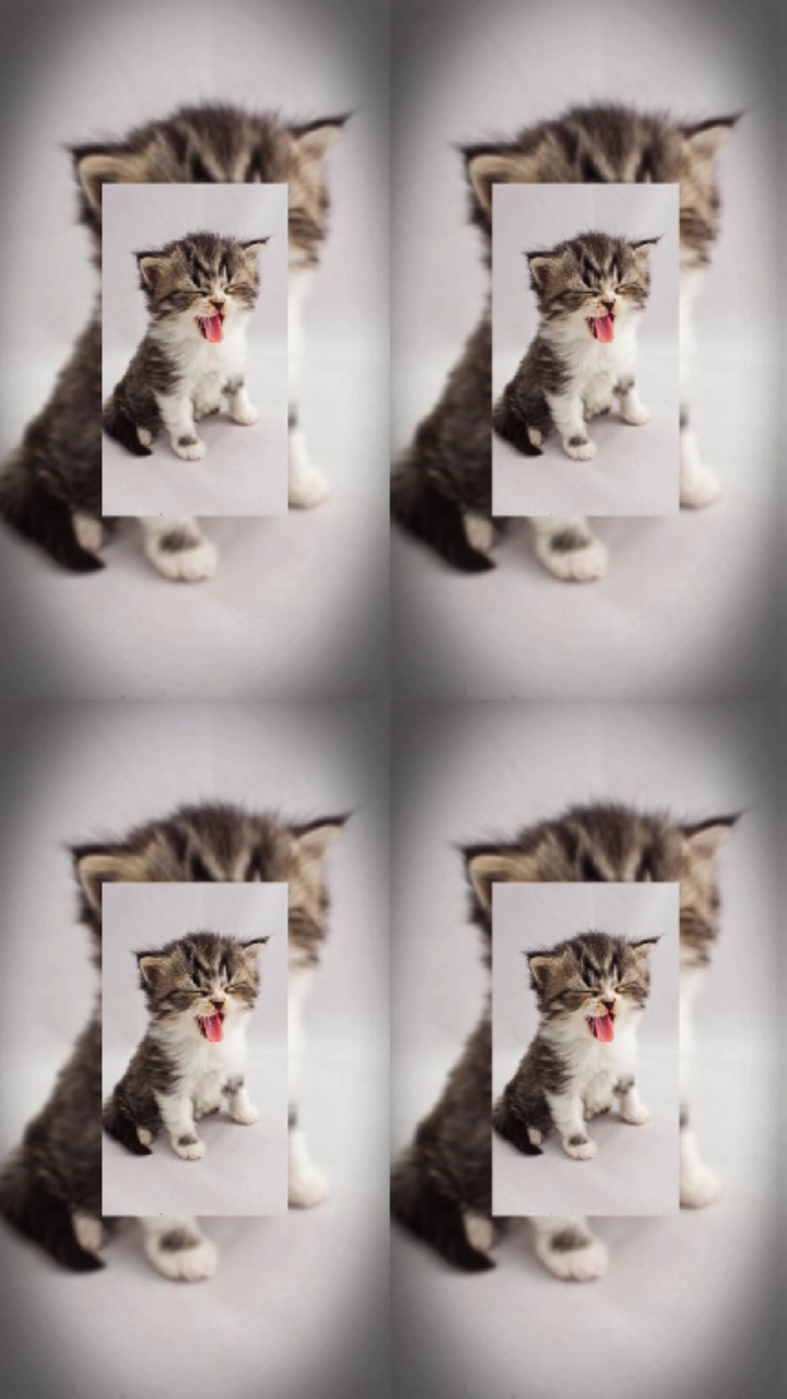 Foto dividida