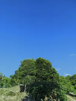 LAGU KABRI WALI