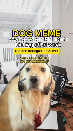 Distracted Dog Meme