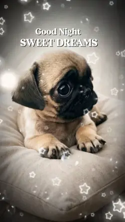SWEET DREAMS X