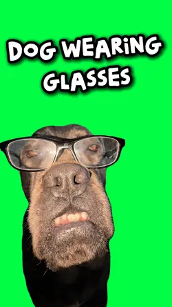 DOG WEARING GLASSES