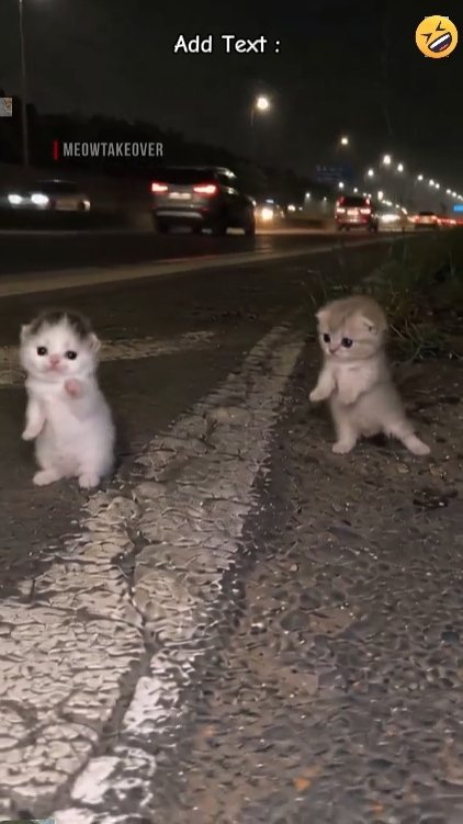 Gato Divertido
