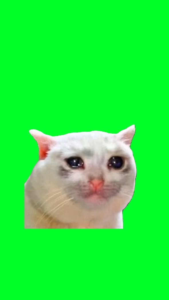 Chat qui pleure