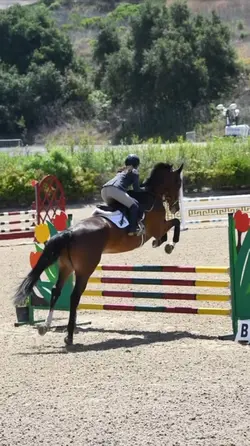 Showjumping😍⚠️FAKE‼️