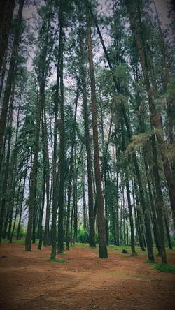 Hutan Pinus