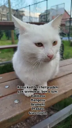 Vakkosuyum