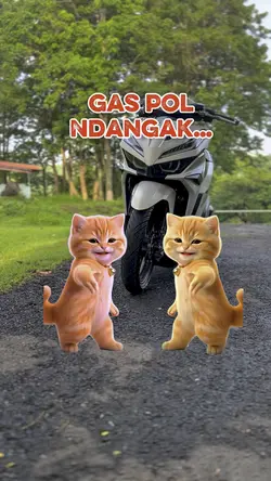 Tren kucing