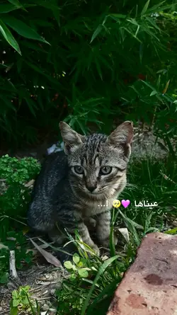 عيناها نصفها مشتكاها