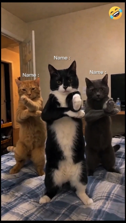 춤추는 고양이 트렌드