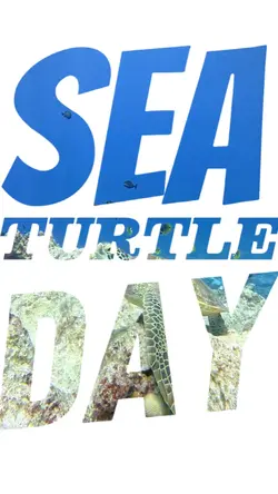 Sea Turtle Day