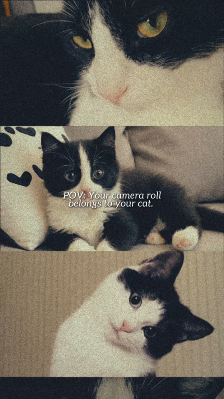 Pergaminho De Gato