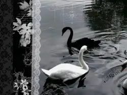 🦢🐦⬛